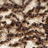 ¿Qué significa soñar con bichos pequeños? Interpretación y análisis psicológico - Psico Fronteras