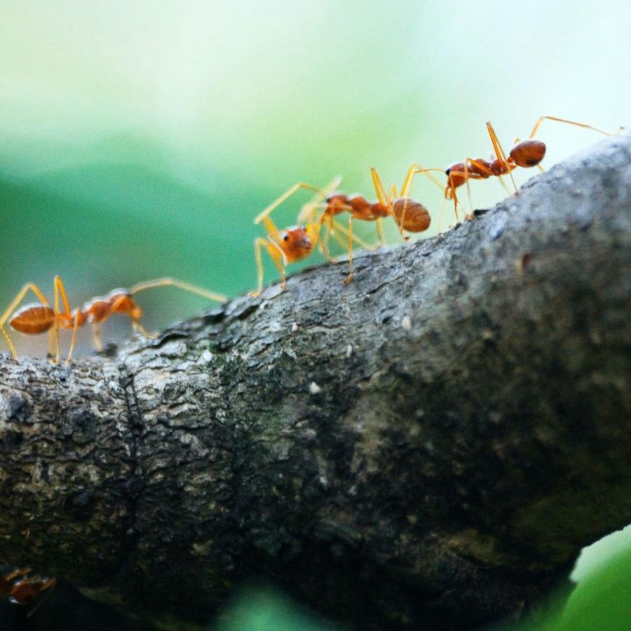 ¿Qué significa soñar con insectos y su interpretación en la psicología? - Psico Fronteras