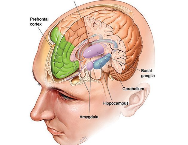Tipos de memoria: Cómo almacena el cerebro humano los recuerdos - Psico Fronteras