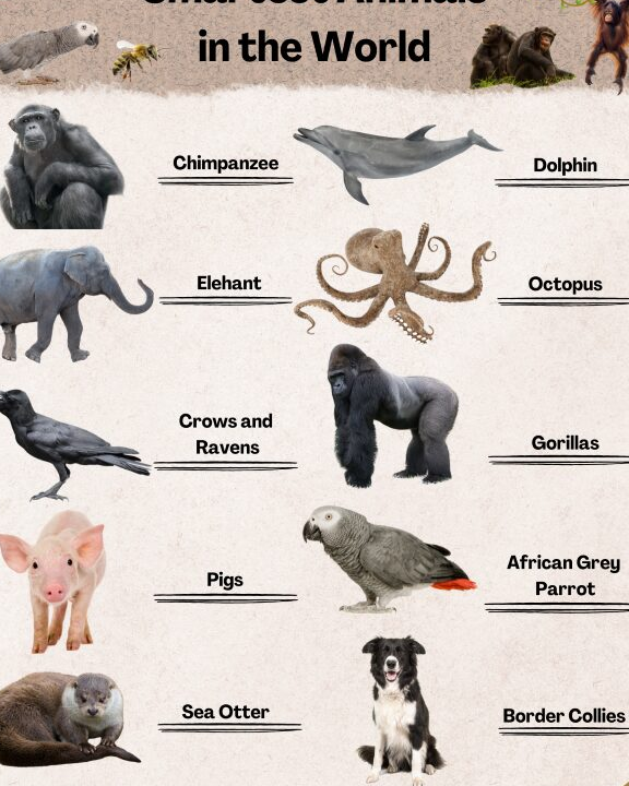 Los animales más inteligentes del planeta: un vistazo a sus asombrosas habilidades - Psico Fronteras