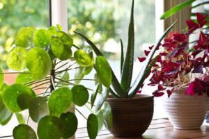 Las Mejores Plantas de Interior que Mejoran tu Bienestar según la Psicología Ambiental - Psico Fronteras