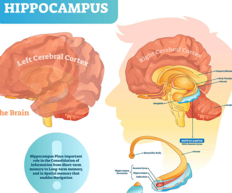 Memoria episódica: definición y áreas cerebrales implicadas en su funcionamiento - Psico Fronteras