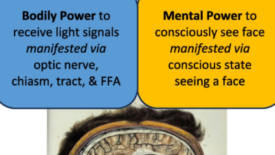 La falacia mereológica en Psicología: ¿sientes tú o es tu cerebro quien decide? - Psico Fronteras