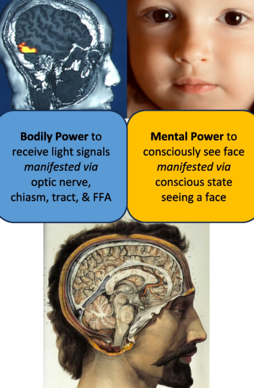 La falacia mereológica en Psicología: ¿sientes tú o es tu cerebro quien decide? - Psico Fronteras