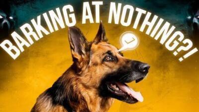 Los perros que ladran hacia la nada: explorando su posible sexto sentido - Psico Fronteras