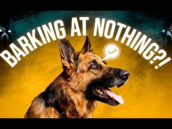 Los perros que ladran hacia la nada: explorando su posible sexto sentido - Psico Fronteras
